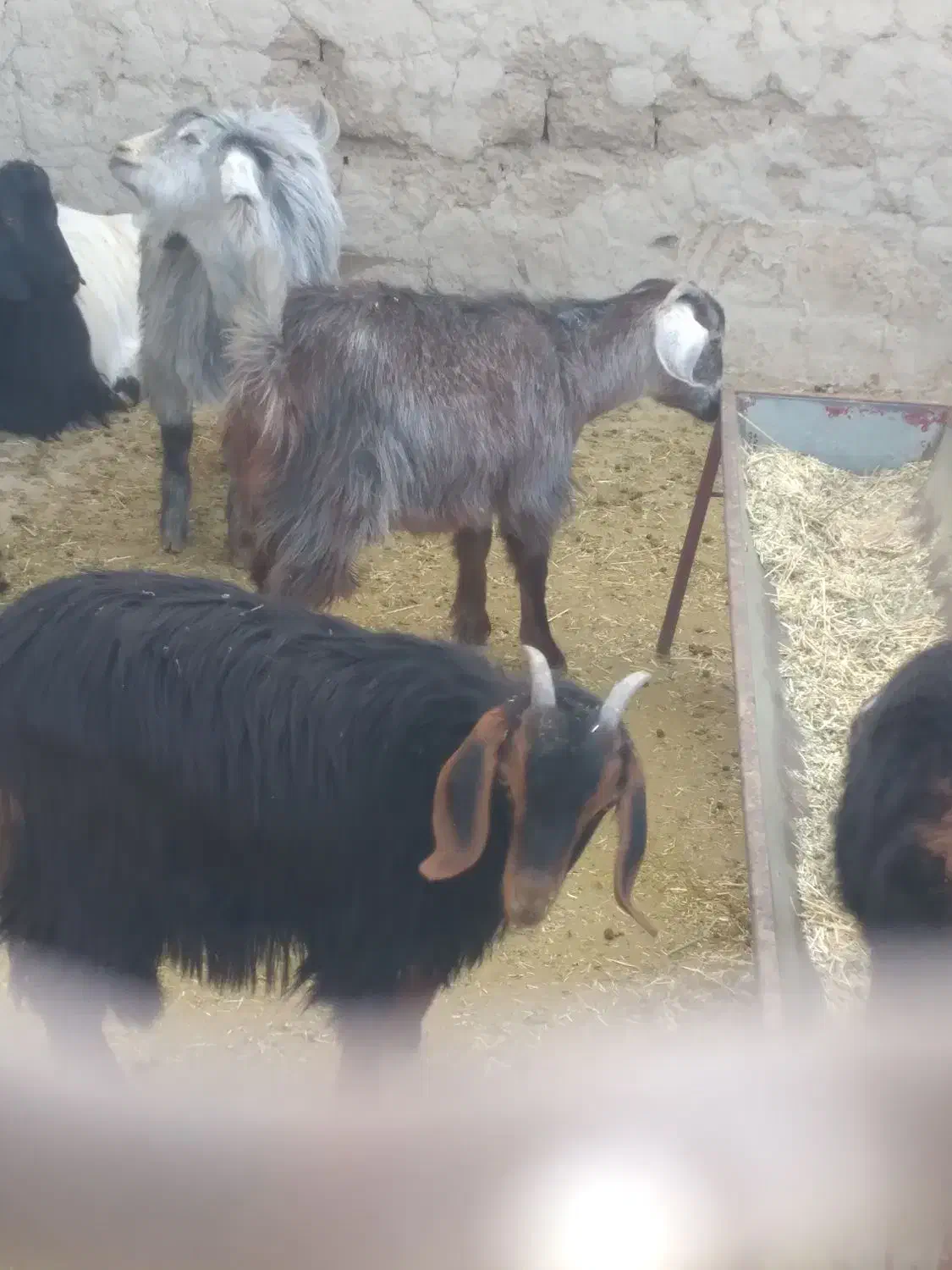 بزغاله ماده ریز قلم|حیوانات مزرعه|کمیجان, |دیوار