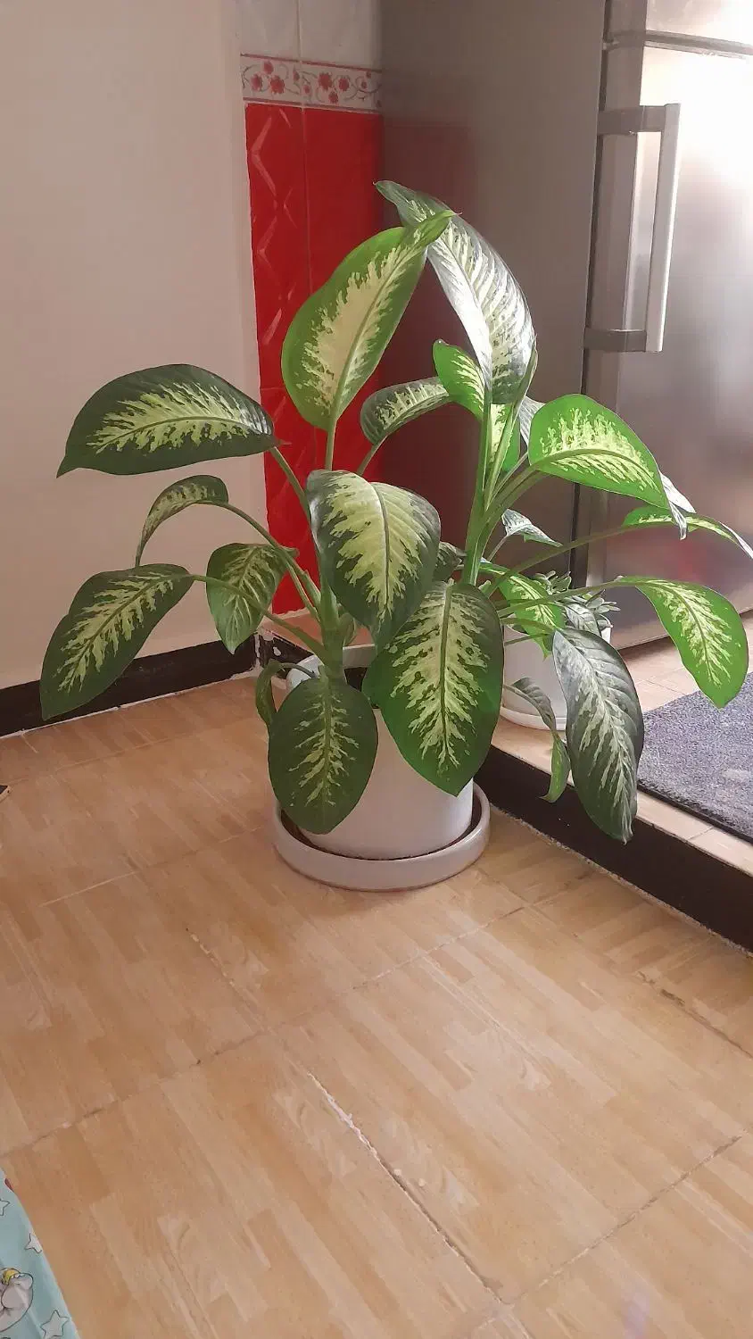 گل دیفن بزرگ با گلدان بزرگ|گل و گیاه طبیعی|مسجد سلیمان, |دیوار