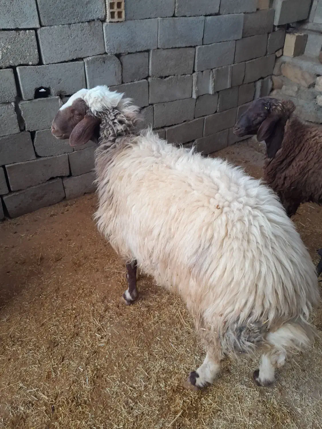 قوچ|حیوانات مزرعه|پلدختر, |دیوار