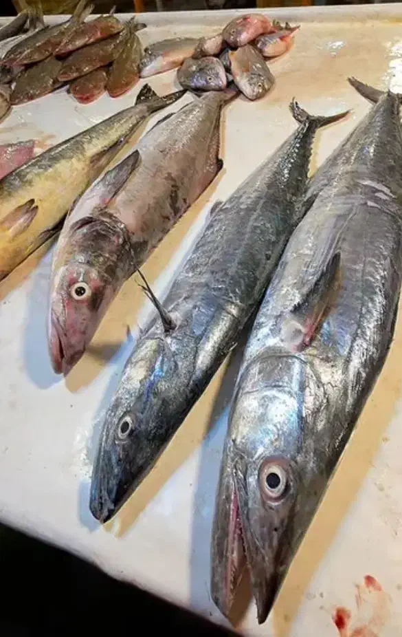 انواع ماهی تازه ارسال از بوشهر|حراج|تهران, جوادیه|دیوار