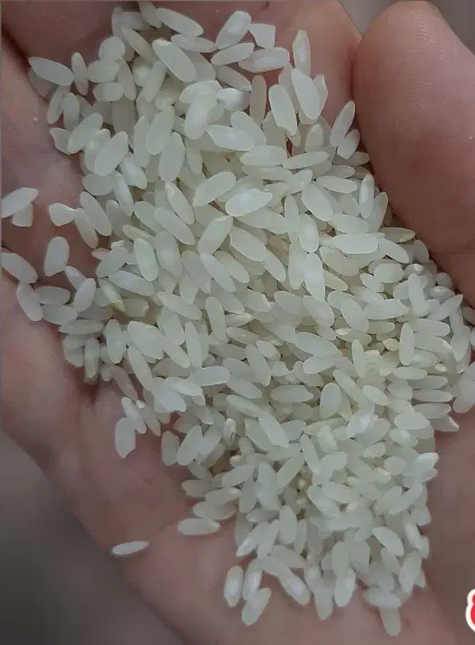 برنج کامفیروزی اصل به شرط پخت|خوردنی و آشامیدنی|شیراز, شریف‌آباد|دیوار