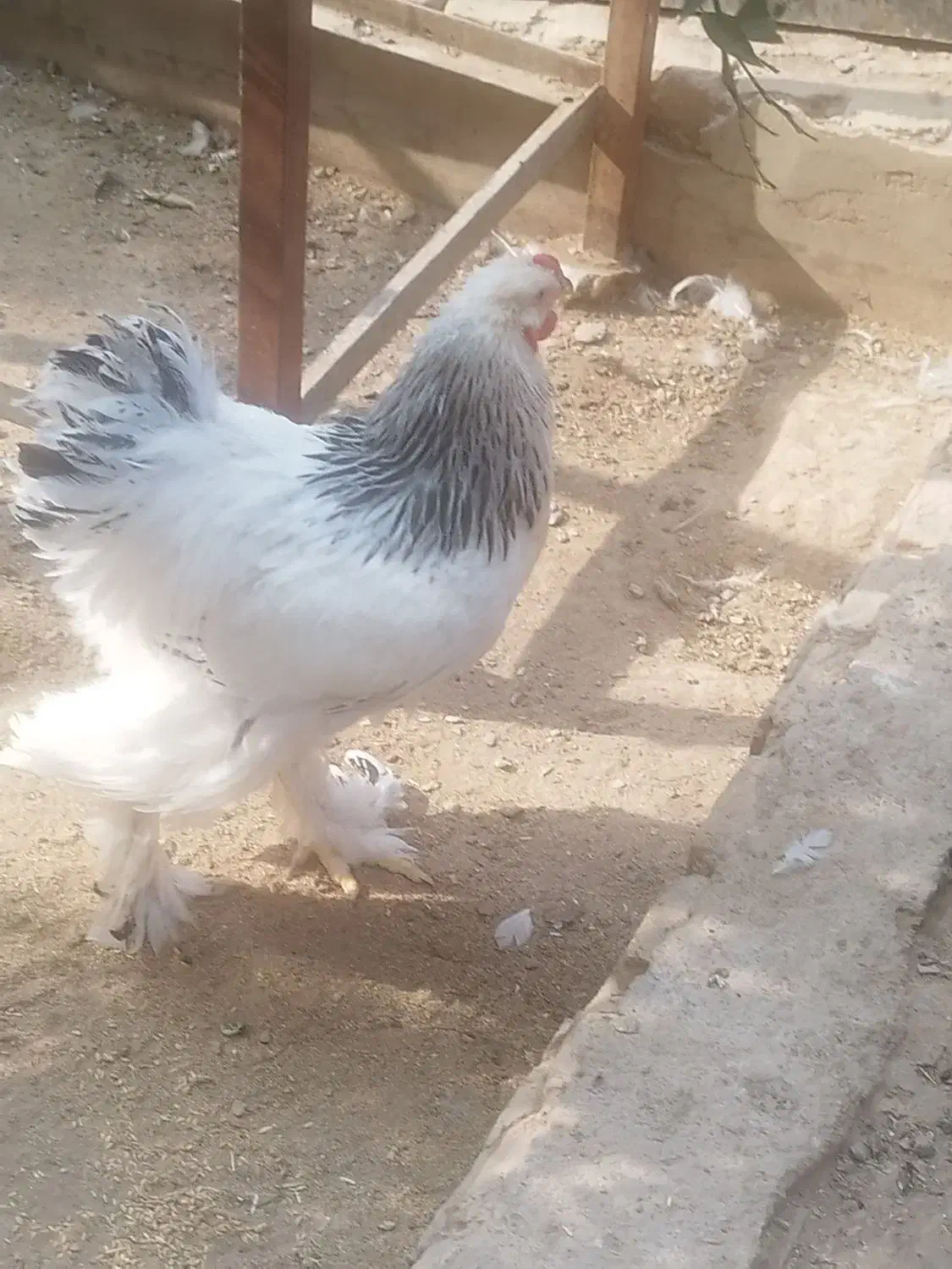 فروش تخم برهما لایت|حیوانات مزرعه|یزد, |دیوار