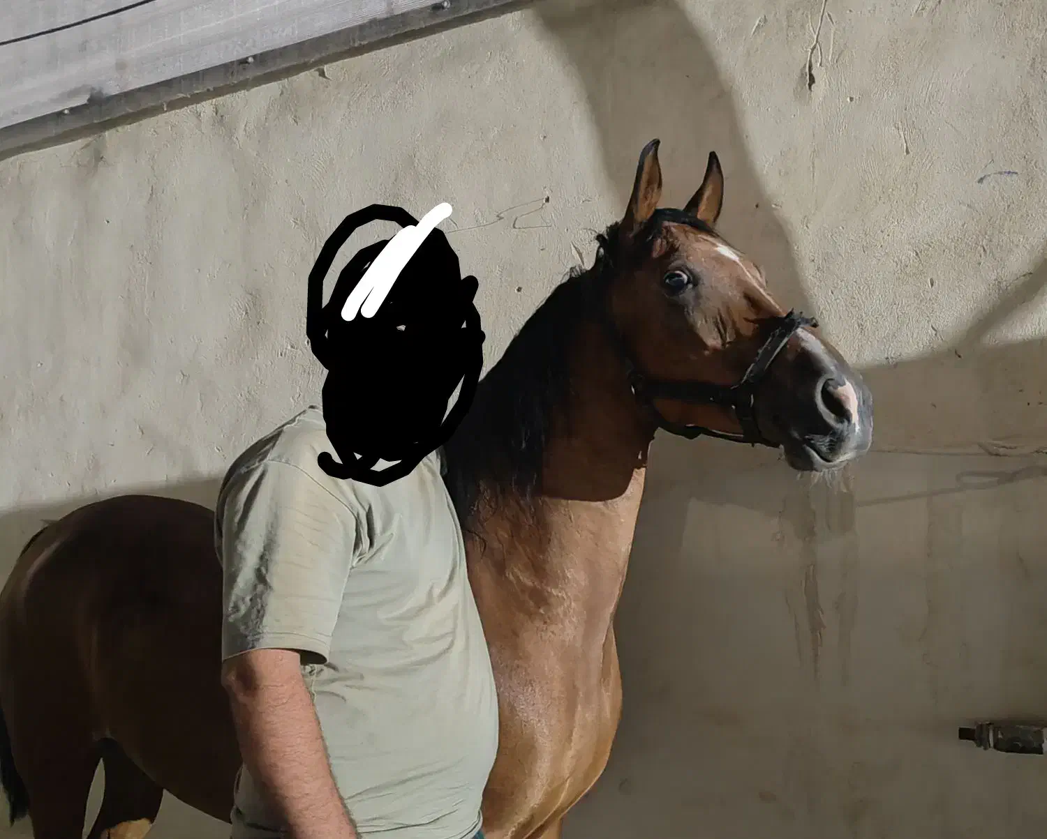 اسب مادیون دره شور|اسب و تجهیزات اسبسواری|قلعه نو, |دیوار