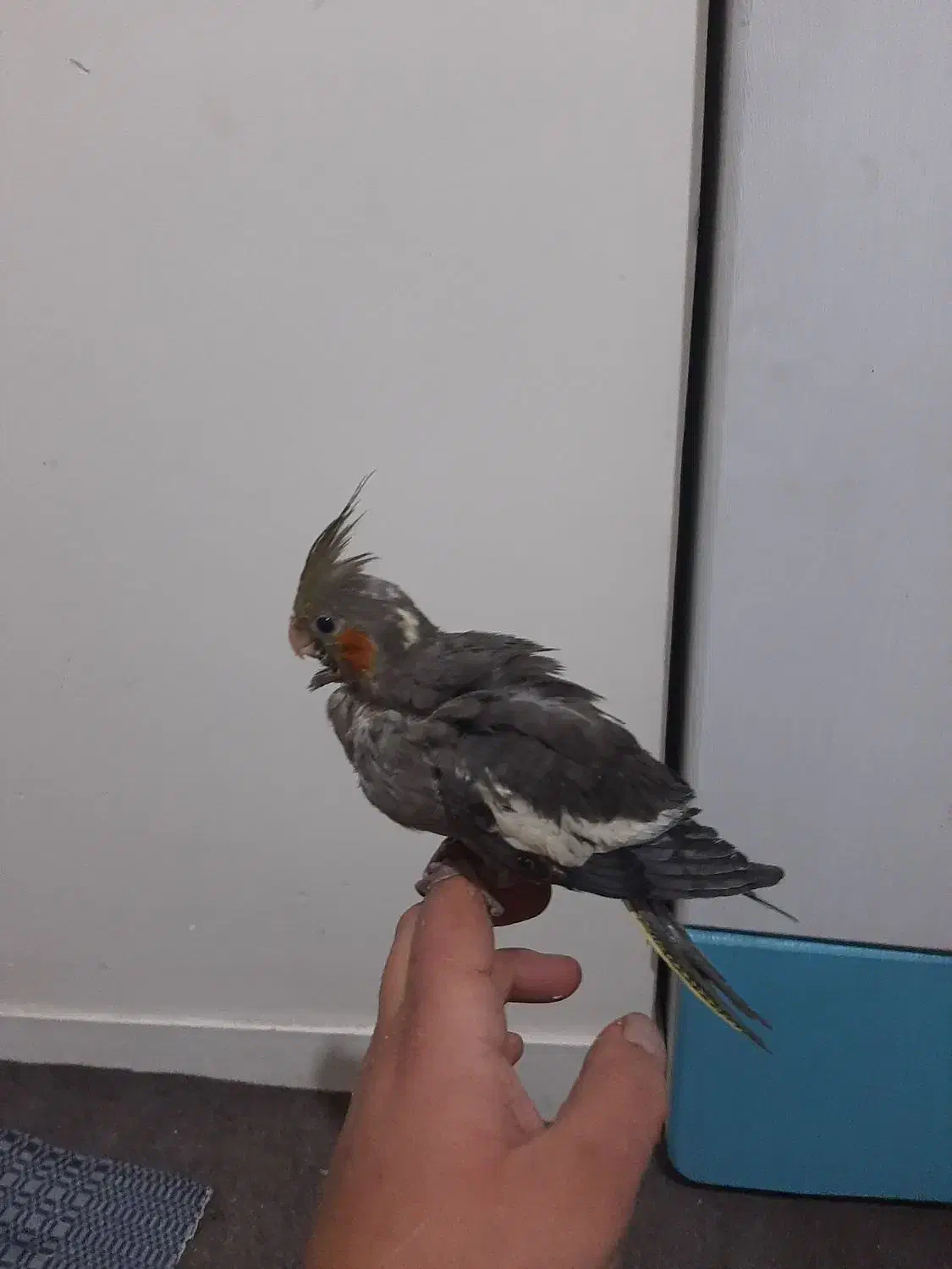 جوجه عروس هلندی|پرنده|تهران, شهرک رضویه|دیوار