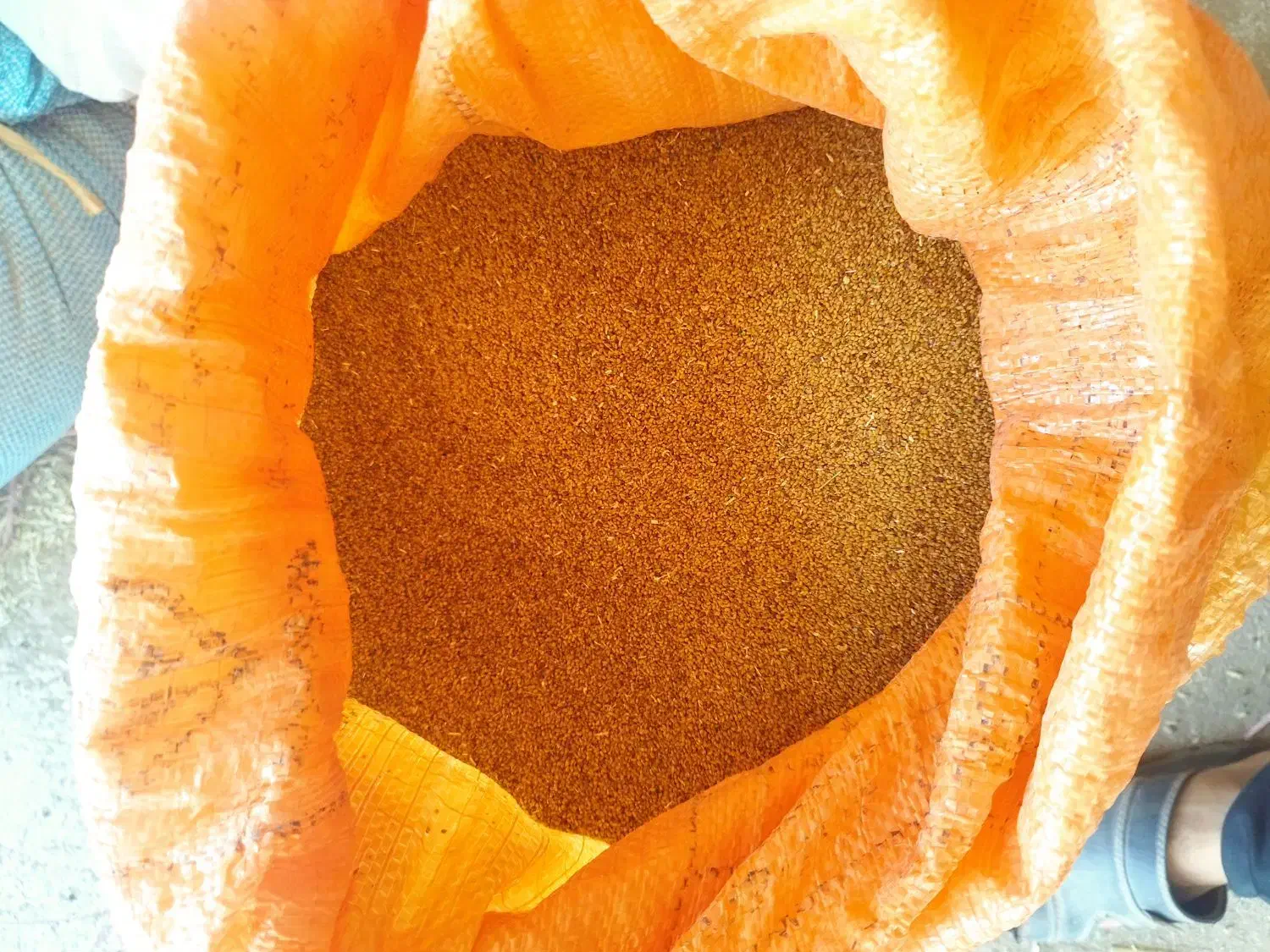 بذر یونجه|گل و گیاه طبیعی|قزوین, |دیوار