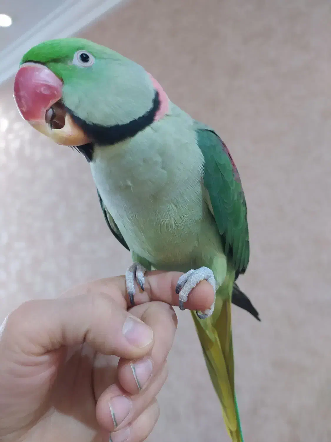 شاه طوطی.ملنگو مینا.عروس|پرنده|مشهد, ایوان|دیوار