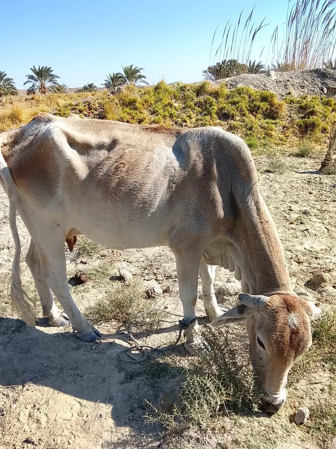 گاو فروشی|حیوانات مزرعه|مهرستان, |دیوار