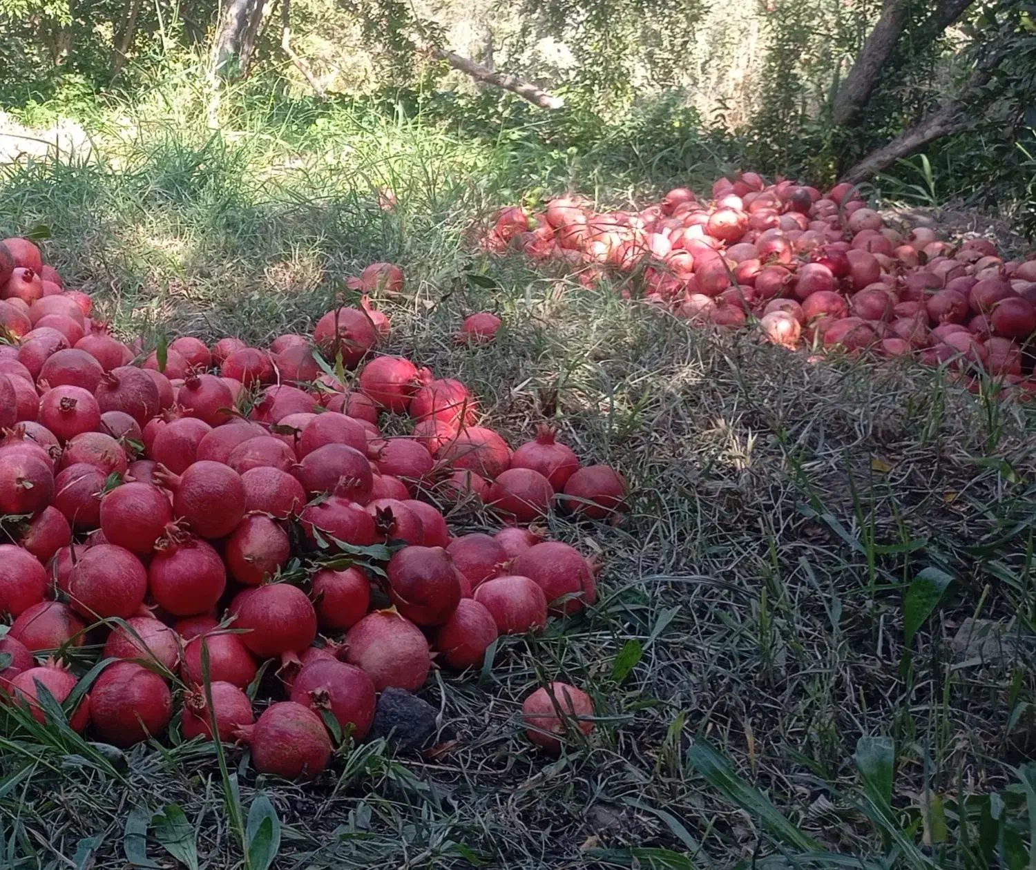 انار جوشان دانه زغالی|خوردنی و آشامیدنی|گلباف, |دیوار