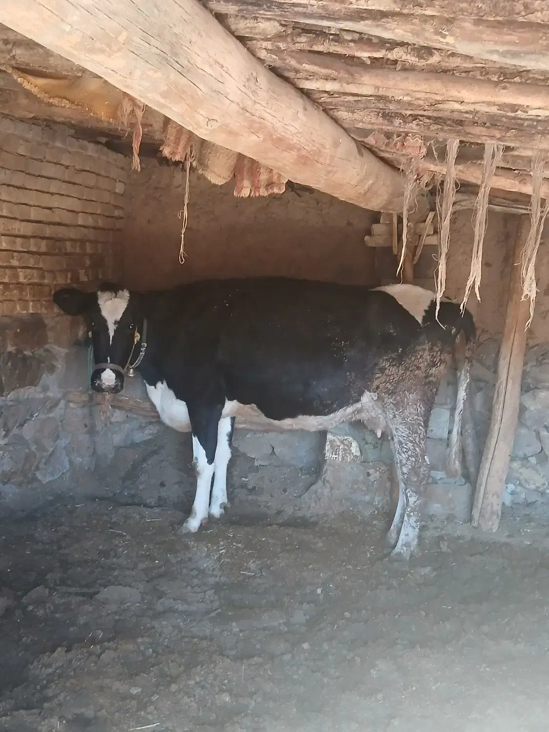 یک راس گاوجوان شکم دوم|حیوانات مزرعه|چادگان, |دیوار