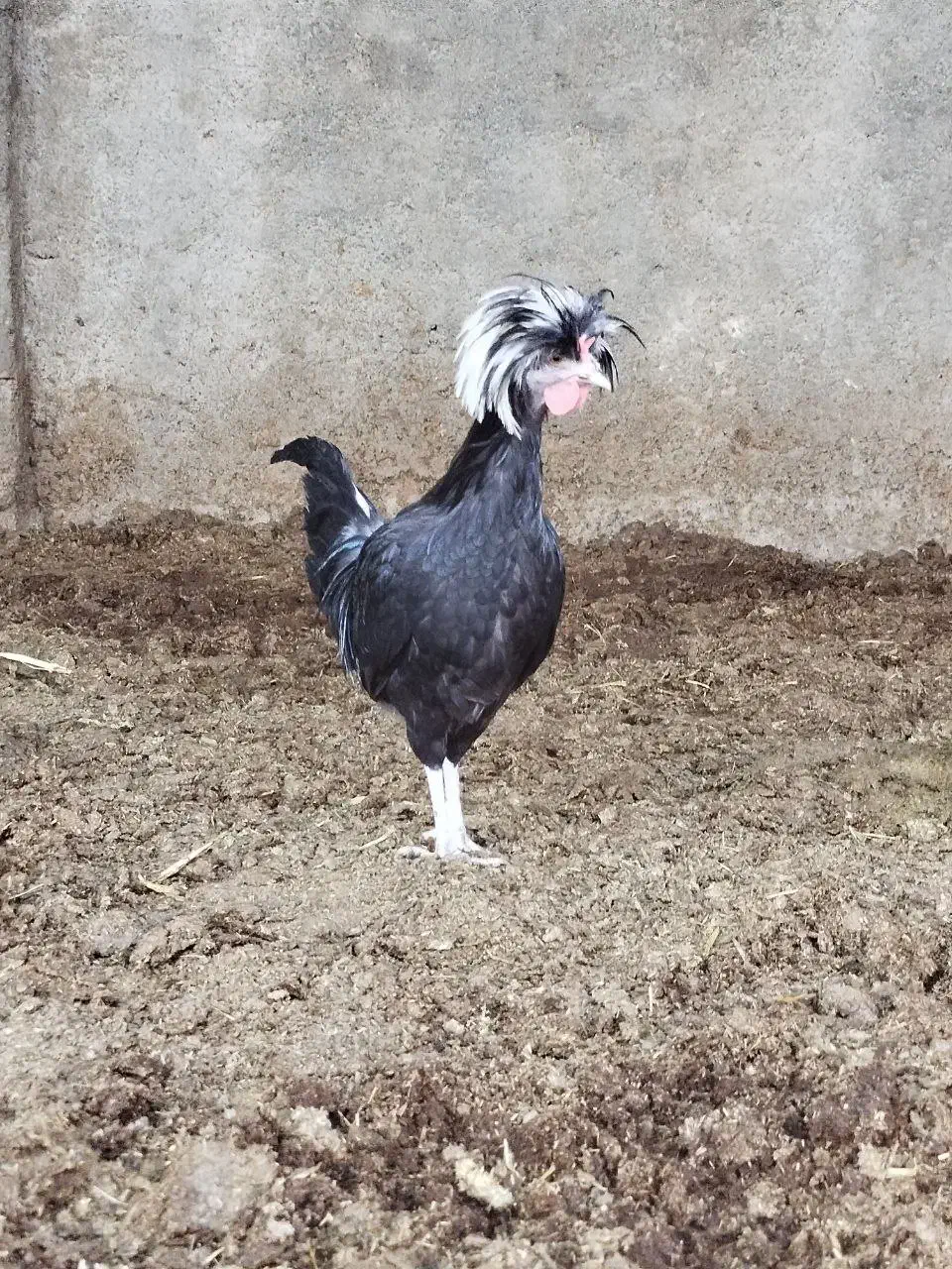 مرغ و خروس لهستانی|حیوانات مزرعه|کاشمر, |دیوار