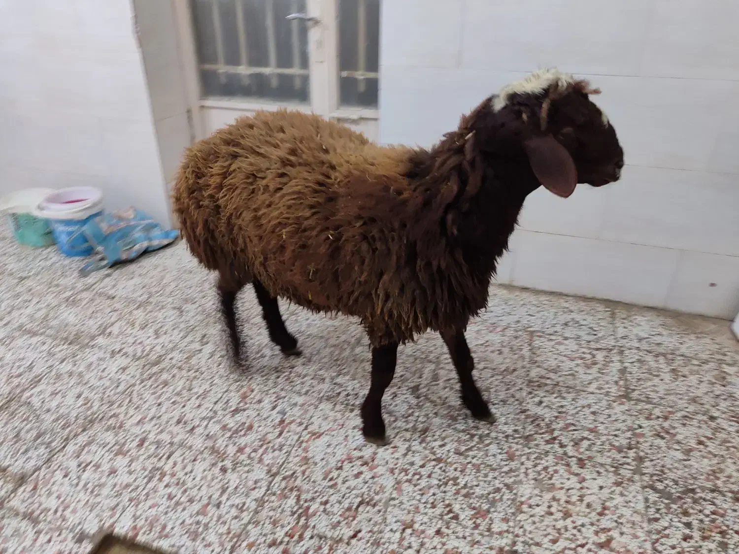 قصابی در منزل|خدمات پذیرایی، مراسم|مشهد, ایثار|دیوار