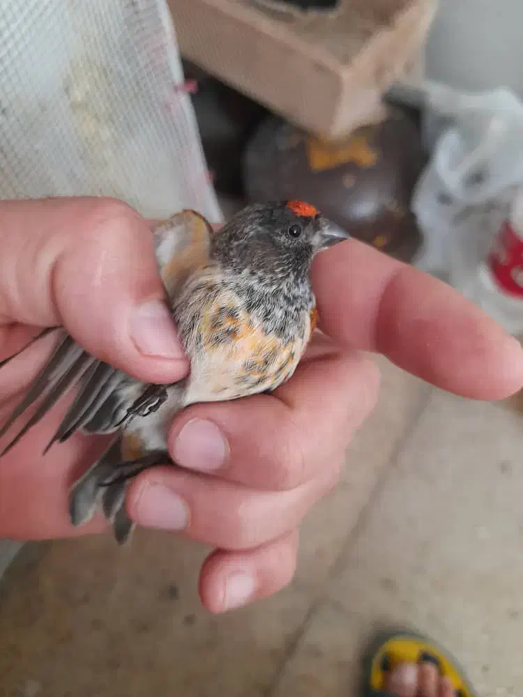 سهره گلبسر و قناری سرخ|پرنده|اصفهان, شهرک صنعتی جی|دیوار