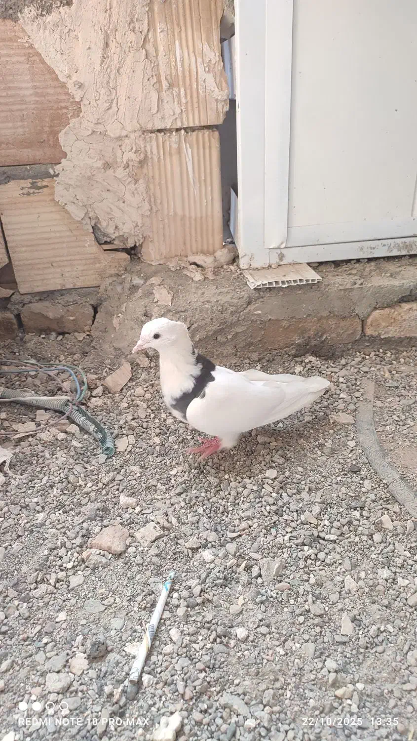 6عدد صید و کفتر بوم|پرنده|مشهد, کارمندان دوم|دیوار