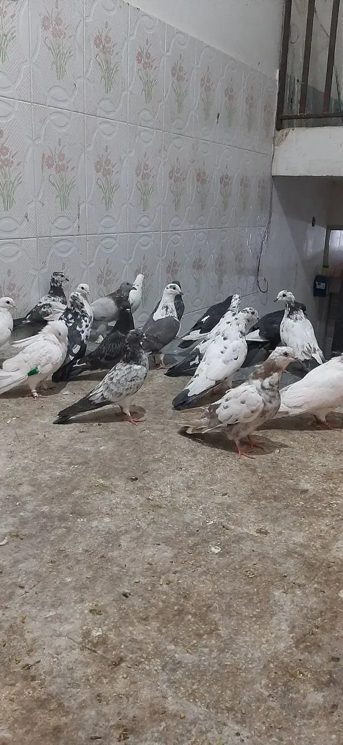 کبوتر جوجه مغلوف|پرنده|قم, نیروگاه|دیوار