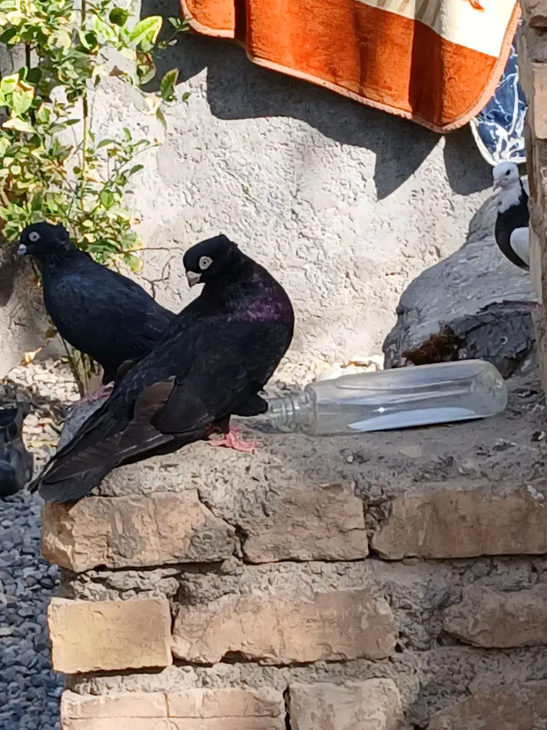 کبوتر صرب واکسی|پرنده|درب بهشت, |دیوار