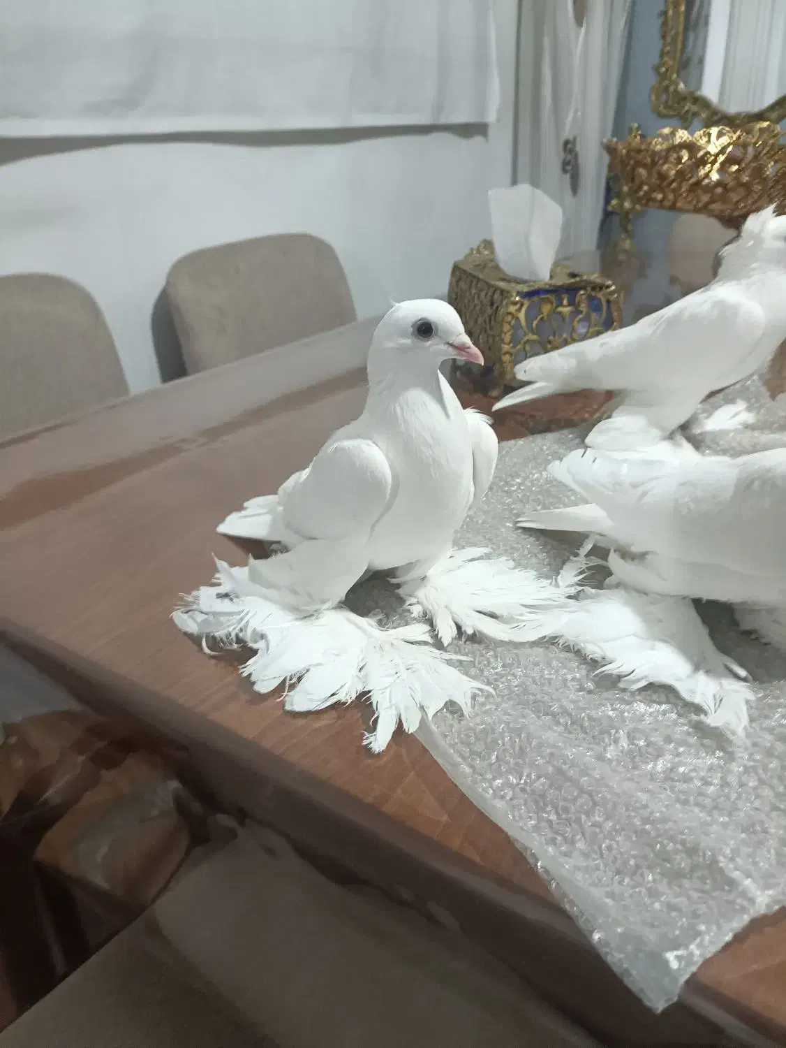 کفتر پاپر|پرنده|تبریز, |دیوار