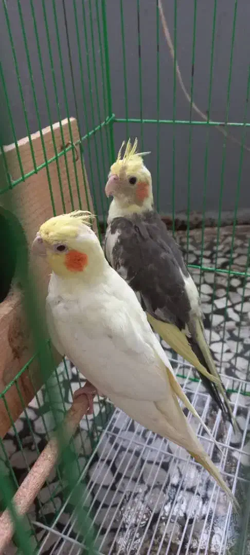 عروس هلندی نر وماده با قفس و لانه۸۰۰۰۰۰ تومان|پرنده|رشت, سلیمانداراب|دیوار