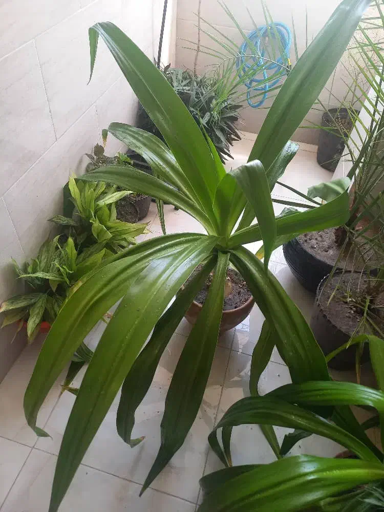 گل طبیعی|گل و گیاه طبیعی|کازرون, |دیوار