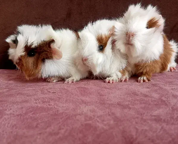 خوکچه خرگوش قفس خوکچه هندی فشن|موش و خرگوش|تهران, تهرانپارس غربی|دیوار