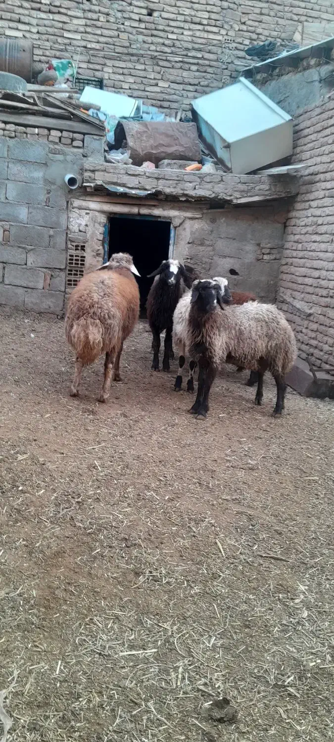 بره نر گوشتی|حیوانات مزرعه|باسمنج, |دیوار