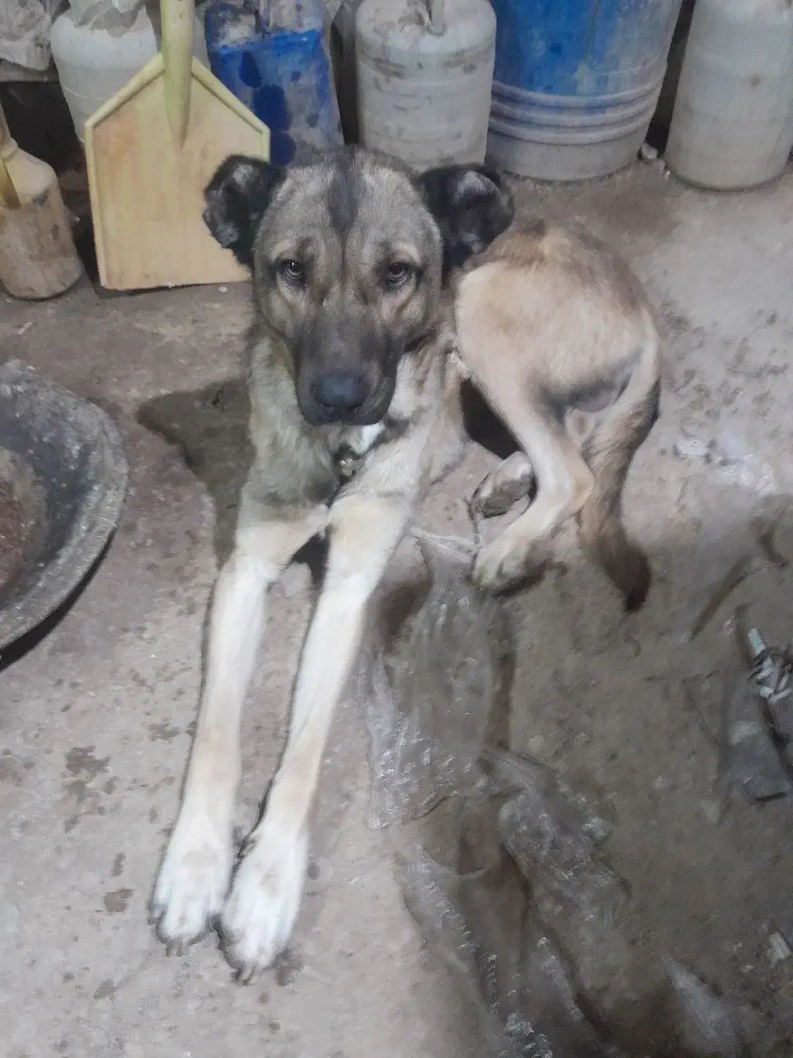 سگ سرابی|سگ|بستان آباد, |دیوار