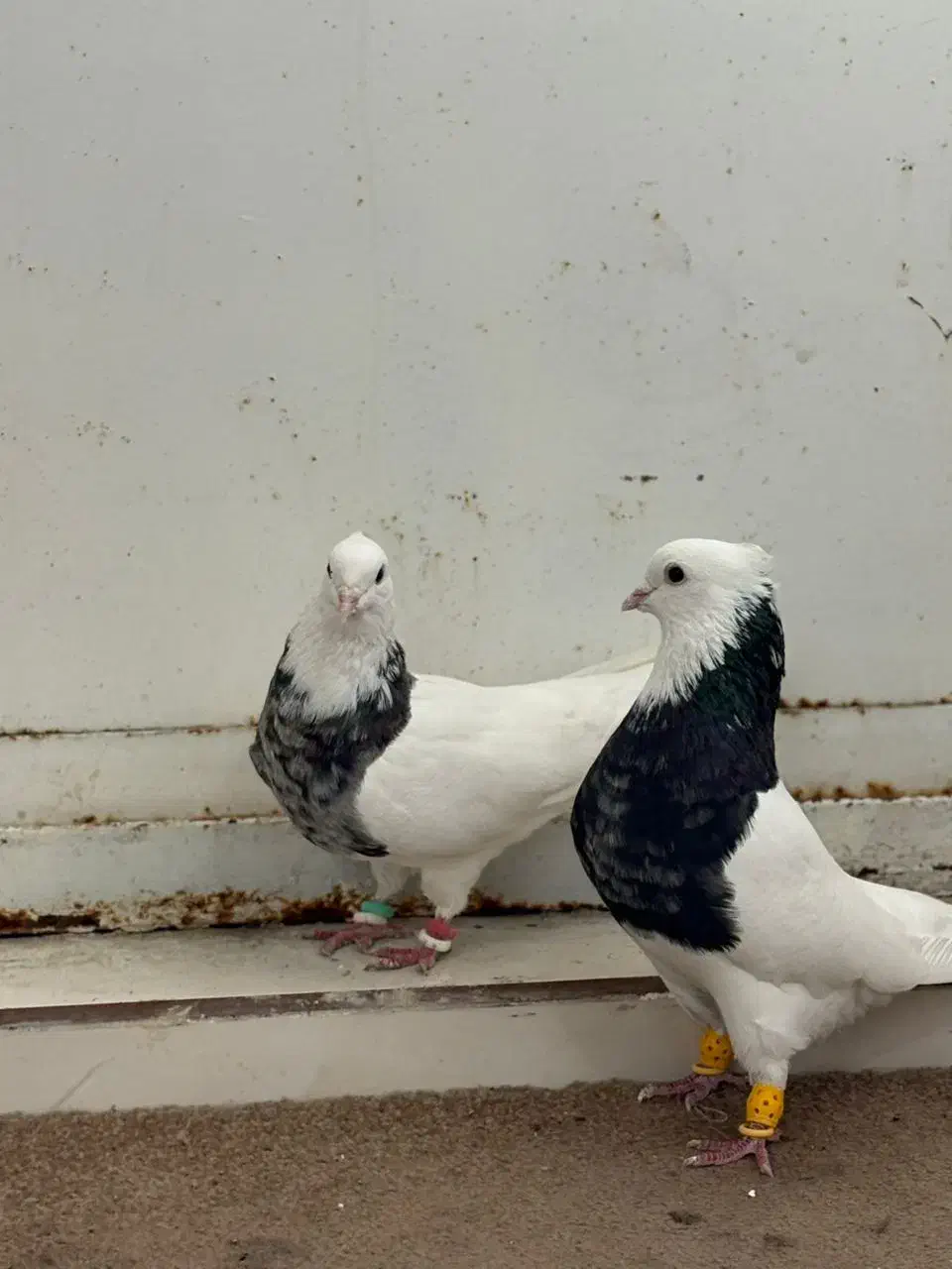 پرنده|پرنده|اهواز, زرگان|دیوار