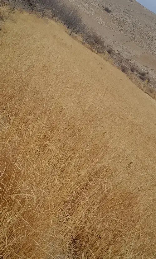 کسی هست گندم بچینه.یا چرای دام|فعالیت داوطلبانه|دورود, |دیوار