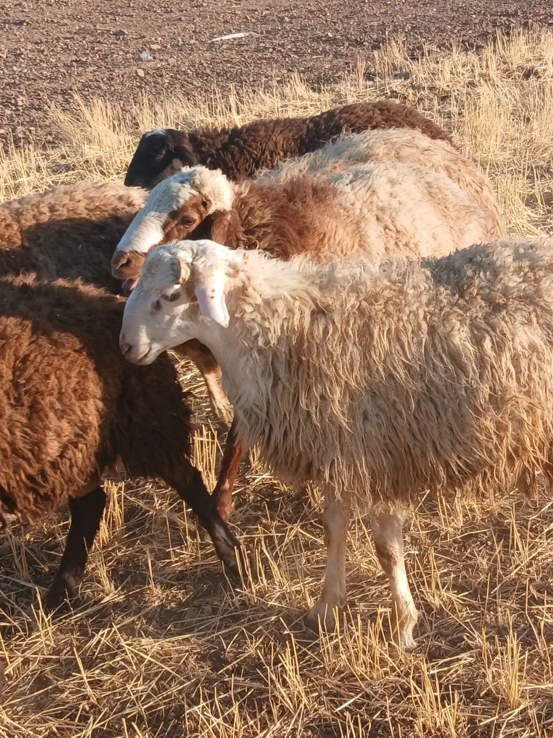 کاور نر گوشتی|حیوانات مزرعه|دهگلان, |دیوار