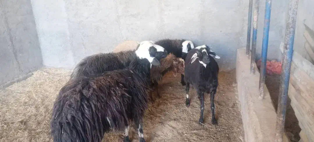 گوسفند عوسی|حیوانات مزرعه|آبادان, |دیوار