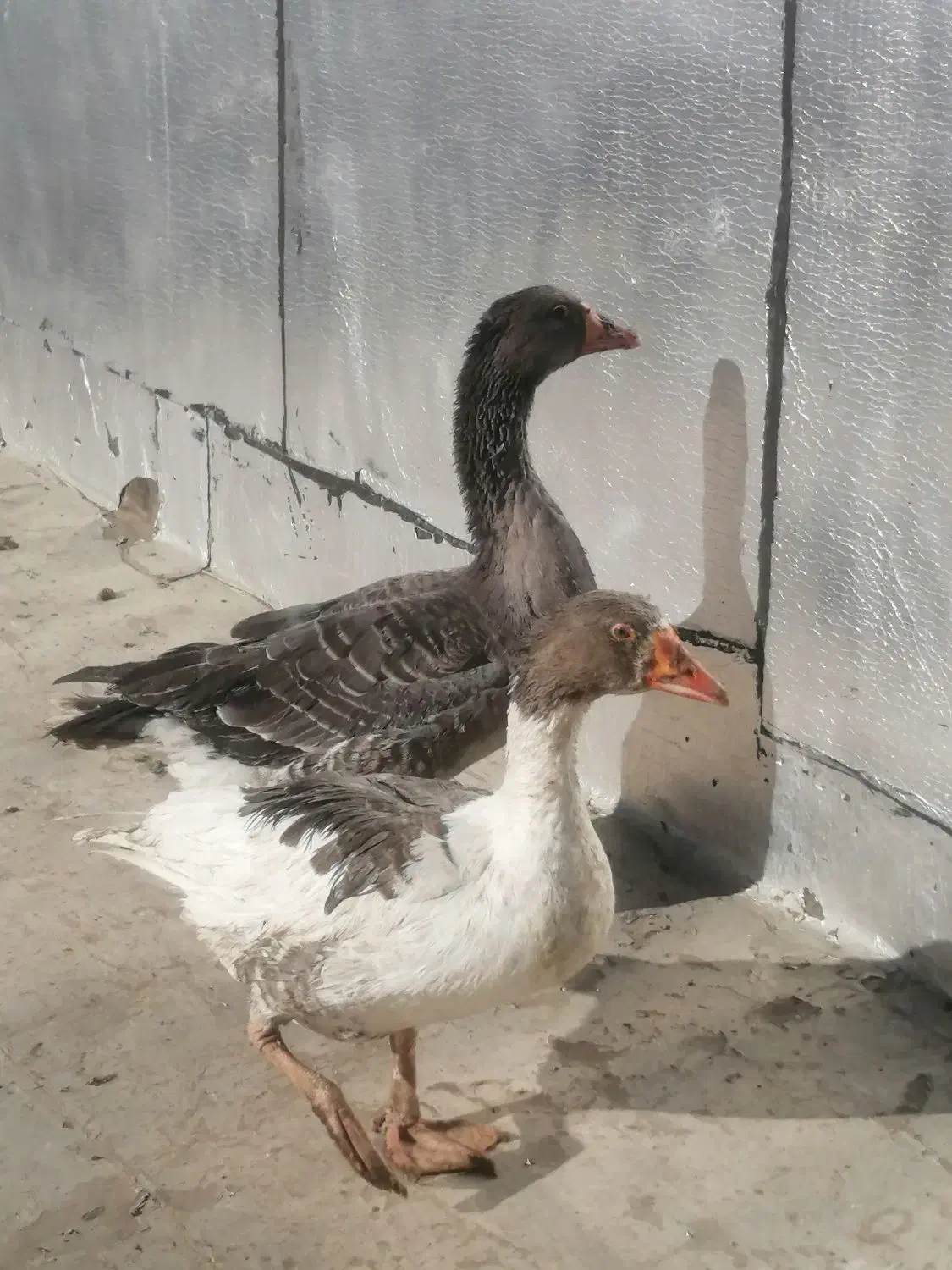 غاز|حیوانات مزرعه|باغ بهادران, |دیوار