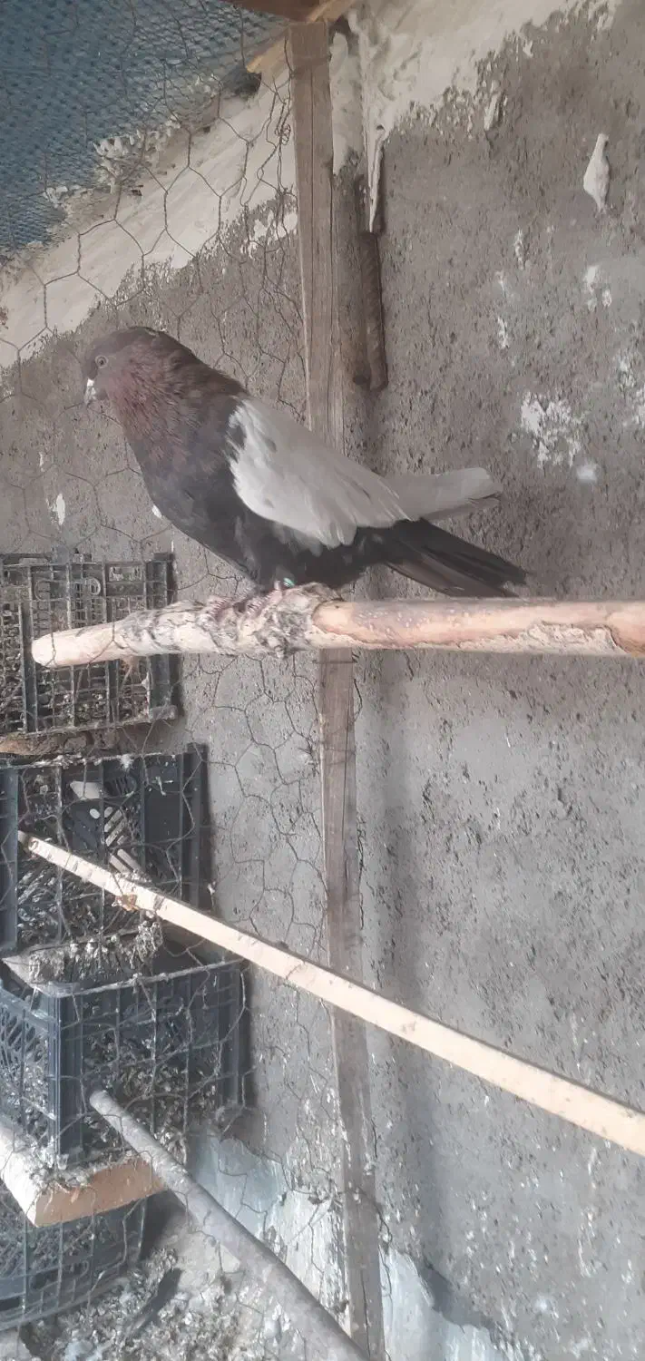 ۳عدد سینه‌ای چهل سانتی نر جوانه پا بلند|پرنده|میانه, |دیوار