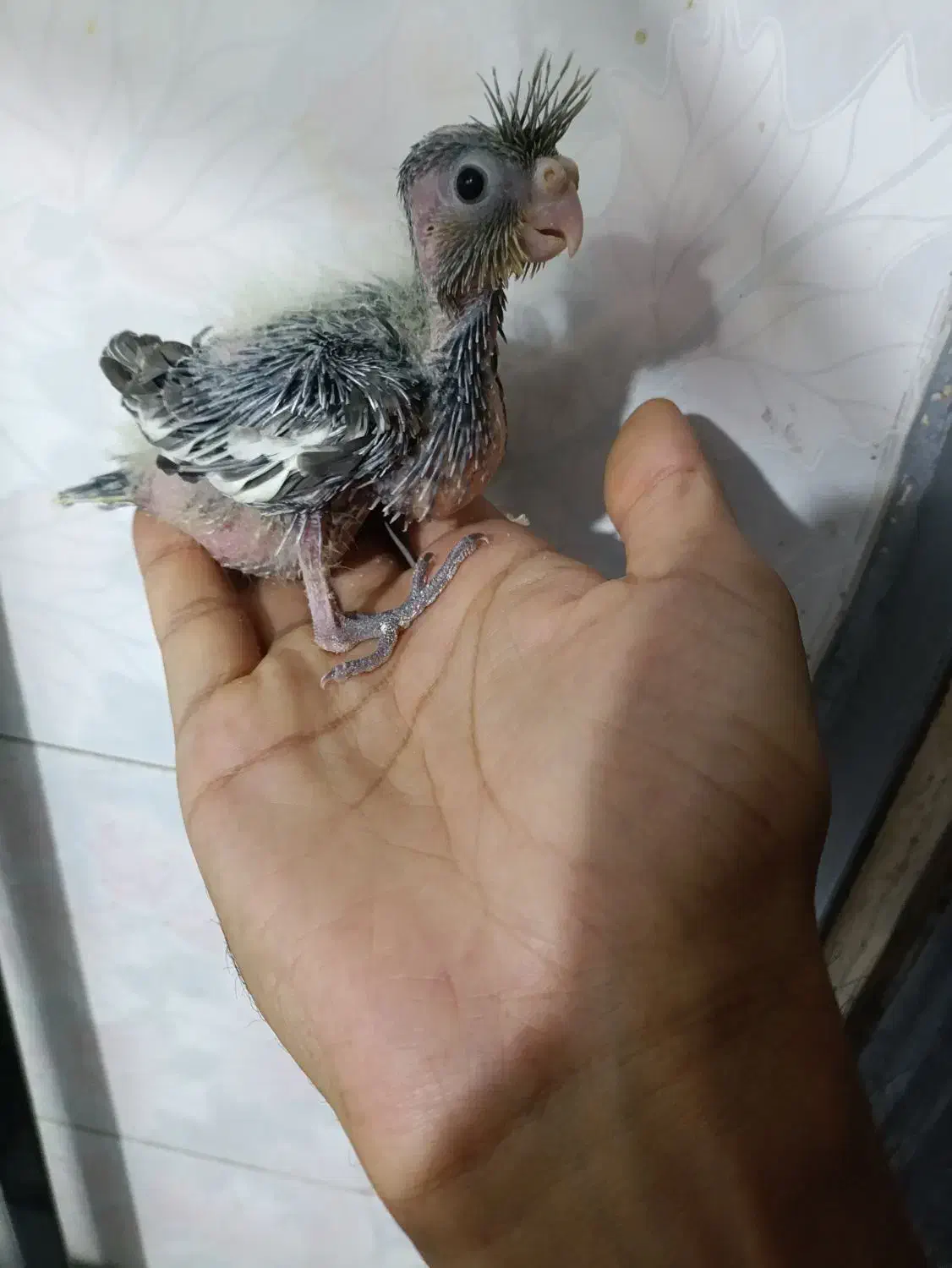 جوجه طوطی برزیلی و عروس هلندی|پرنده|تهران, سبلان (لشگر)|دیوار