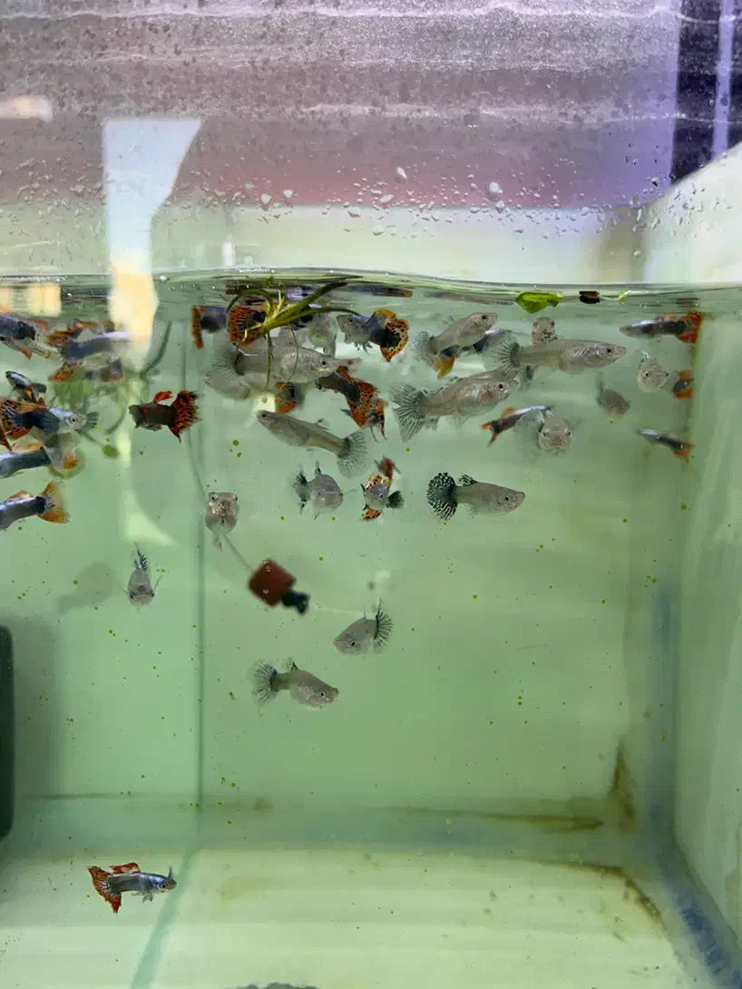 بار جدیدماهی و گیاه اکواریوم مارلین رسید|ماهی|زنجان, |دیوار