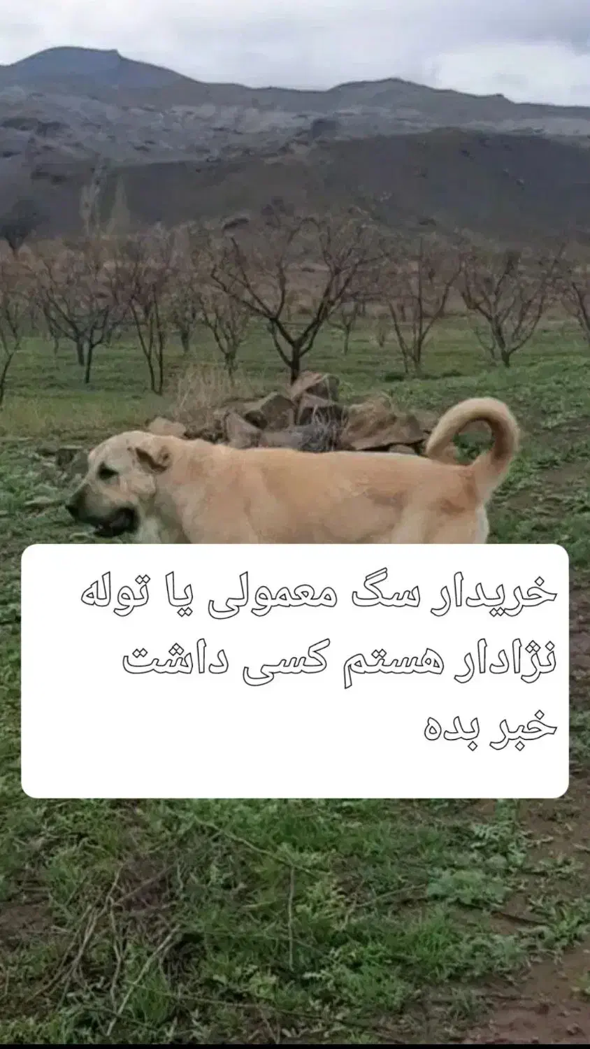 واگذاری|سگ|کنگاور, |دیوار