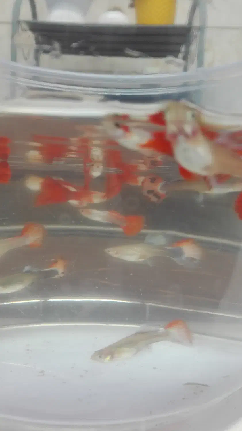 ماهی کوپی کوی|ماهی|گرگان, |دیوار