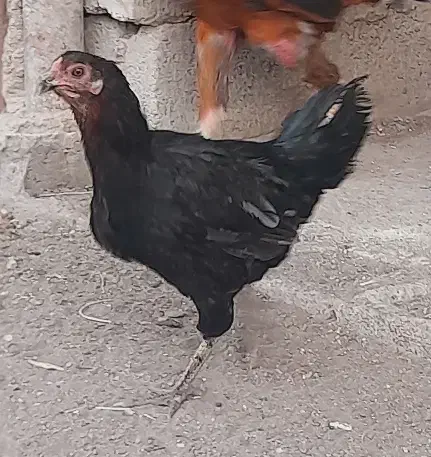 تخم مرغ نطفه دار|حیوانات مزرعه|رفسنجان, |دیوار