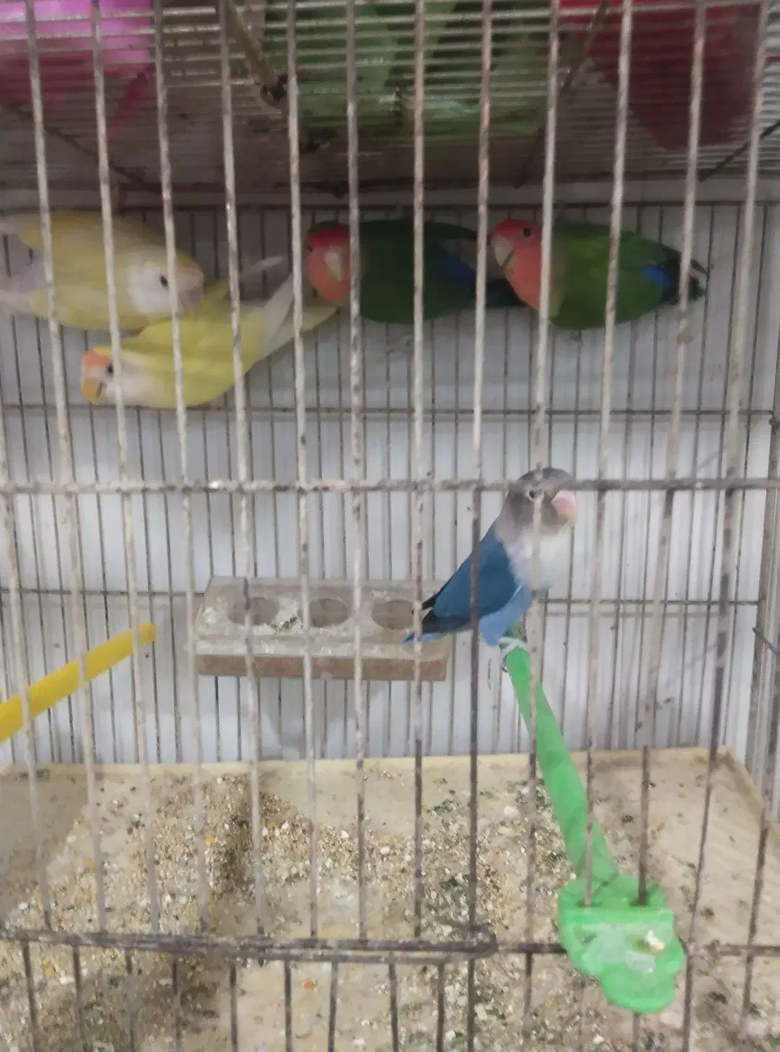 11عددکوتوله برزیلی فول فول اهلی آیهان|پرنده|خوی, |دیوار