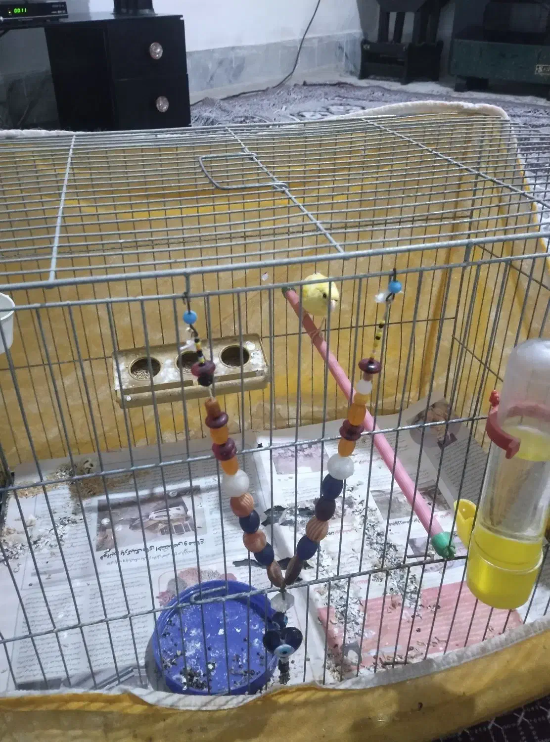 قناری طلای مست مست|پرنده|قدس, شهرقدس|دیوار