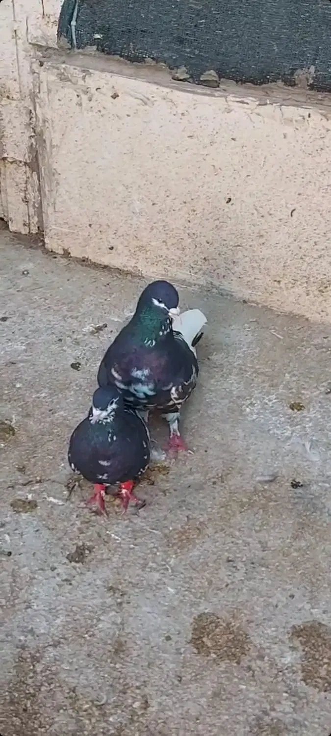 شهری|پرنده|شبانکاره, |دیوار