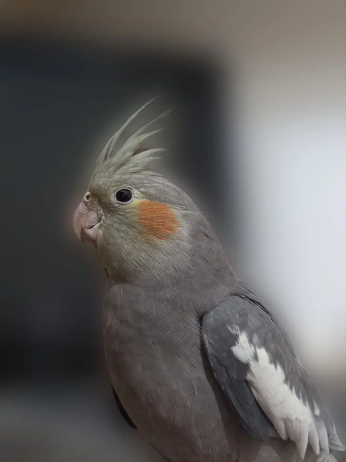 عروس هلندی ماده|پرنده|اصفهان, گلزار|دیوار