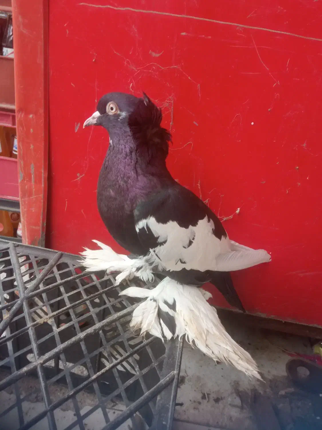 کبوتر خاص با قیمت کم|پرنده|پارسآباد, |دیوار