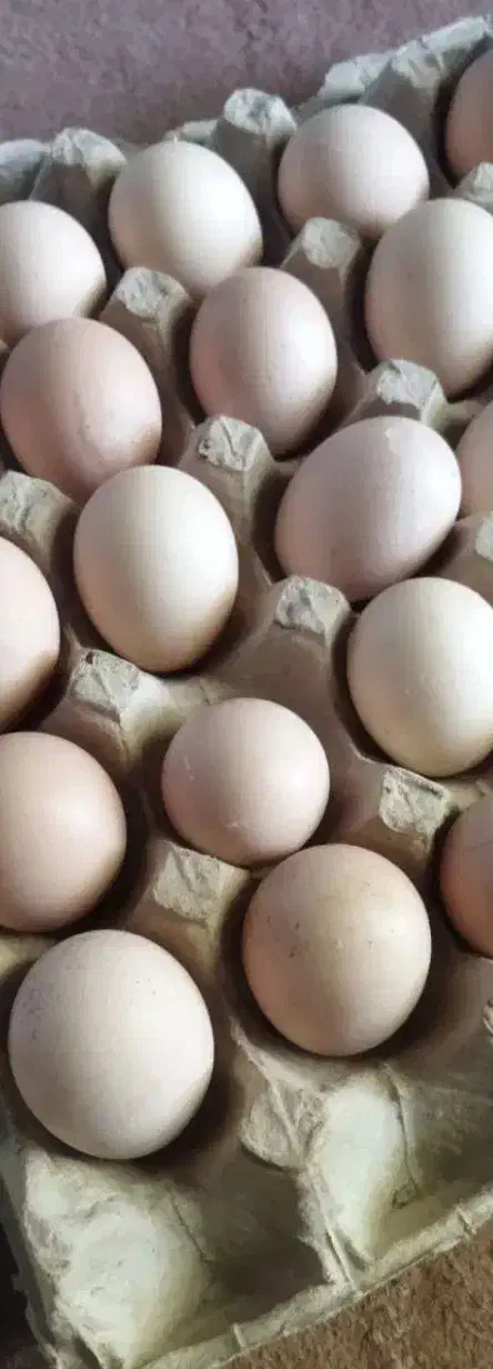 تخم مرغ دوزرده محلی بالای۳۰عدد|خوردنی و آشامیدنی|کرمان, |دیوار