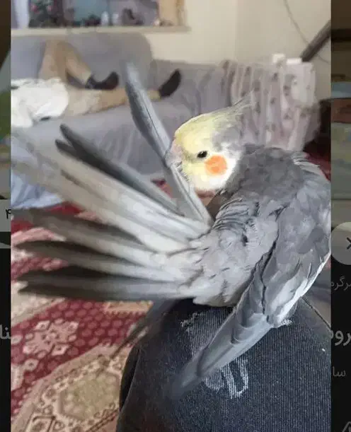 عروس هلندی گمشده|حیوانات|اندیمشک, |دیوار