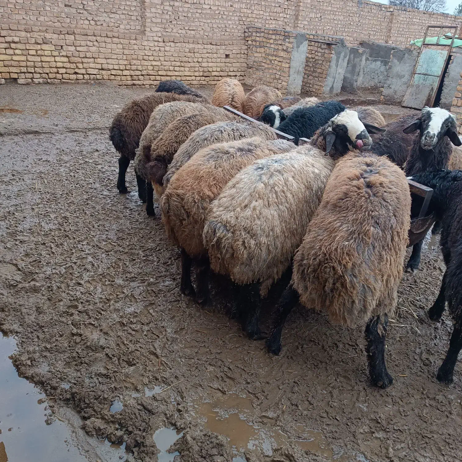 اطراف بویین زهرا|حیوانات مزرعه|بوئین زهرا, |دیوار