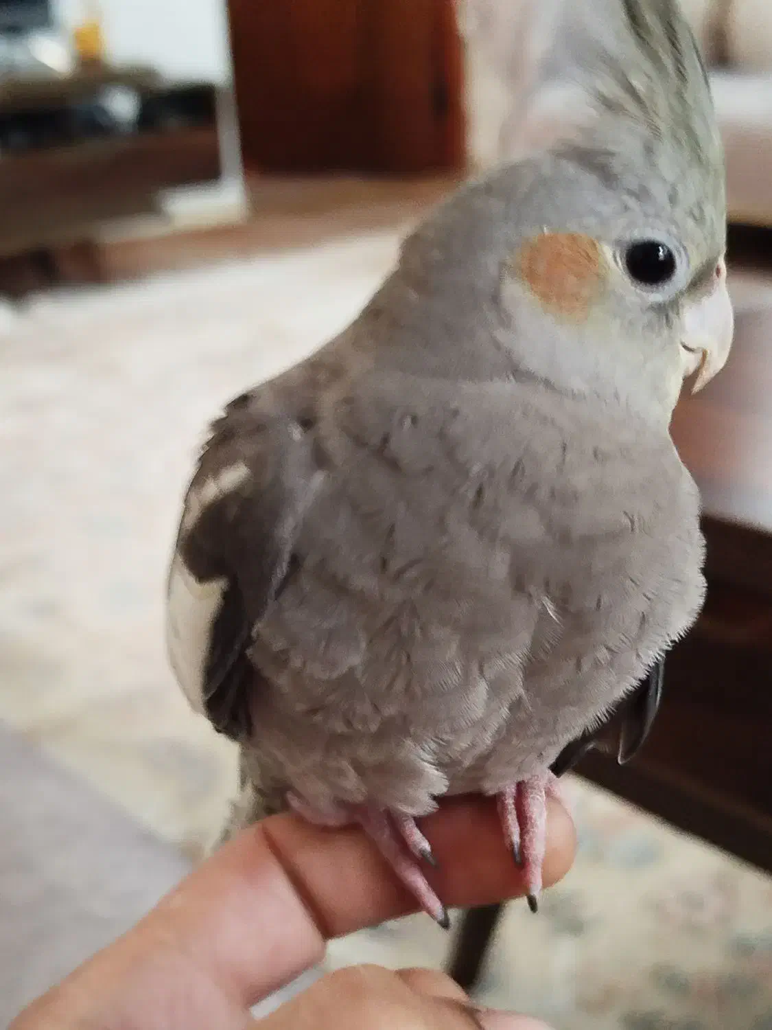 عروس هلندی پنج ماهه دست آموز|پرنده|لنگرود, |دیوار