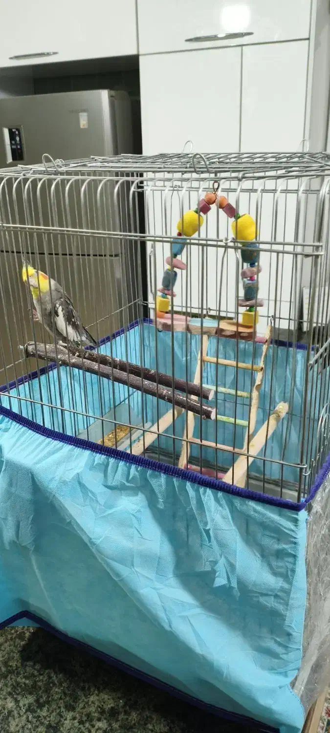 عروس هلندی همراه با قفس|پرنده|بندرعباس, |دیوار