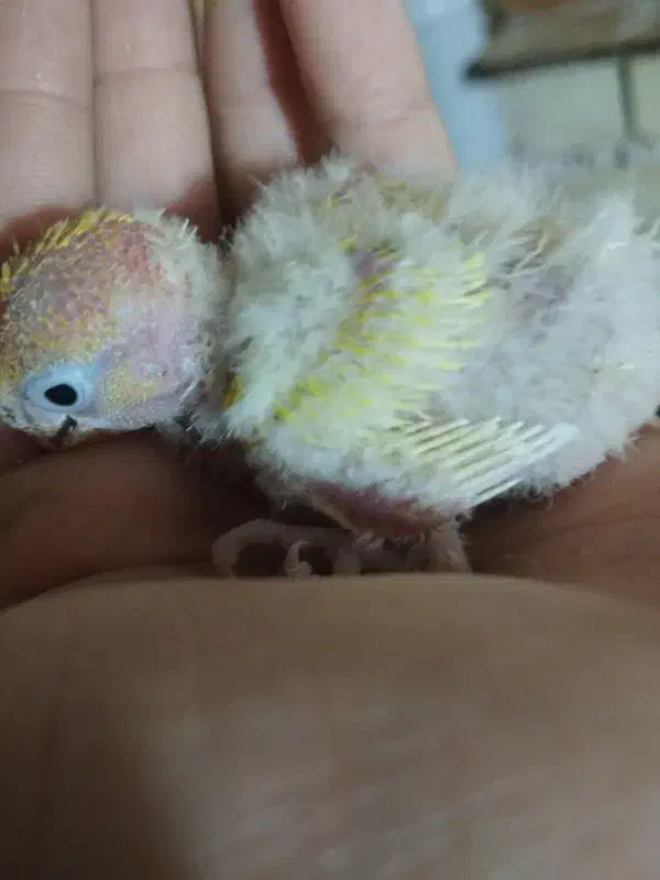 جوجه کوتوله|پرنده|تربت جام, میرقوام الدین|دیوار