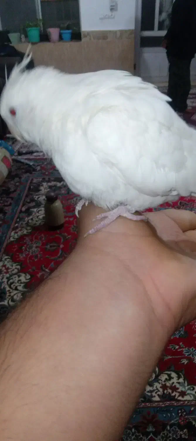 یک عدد عروس هلندی|پرنده|بندر گز, |دیوار