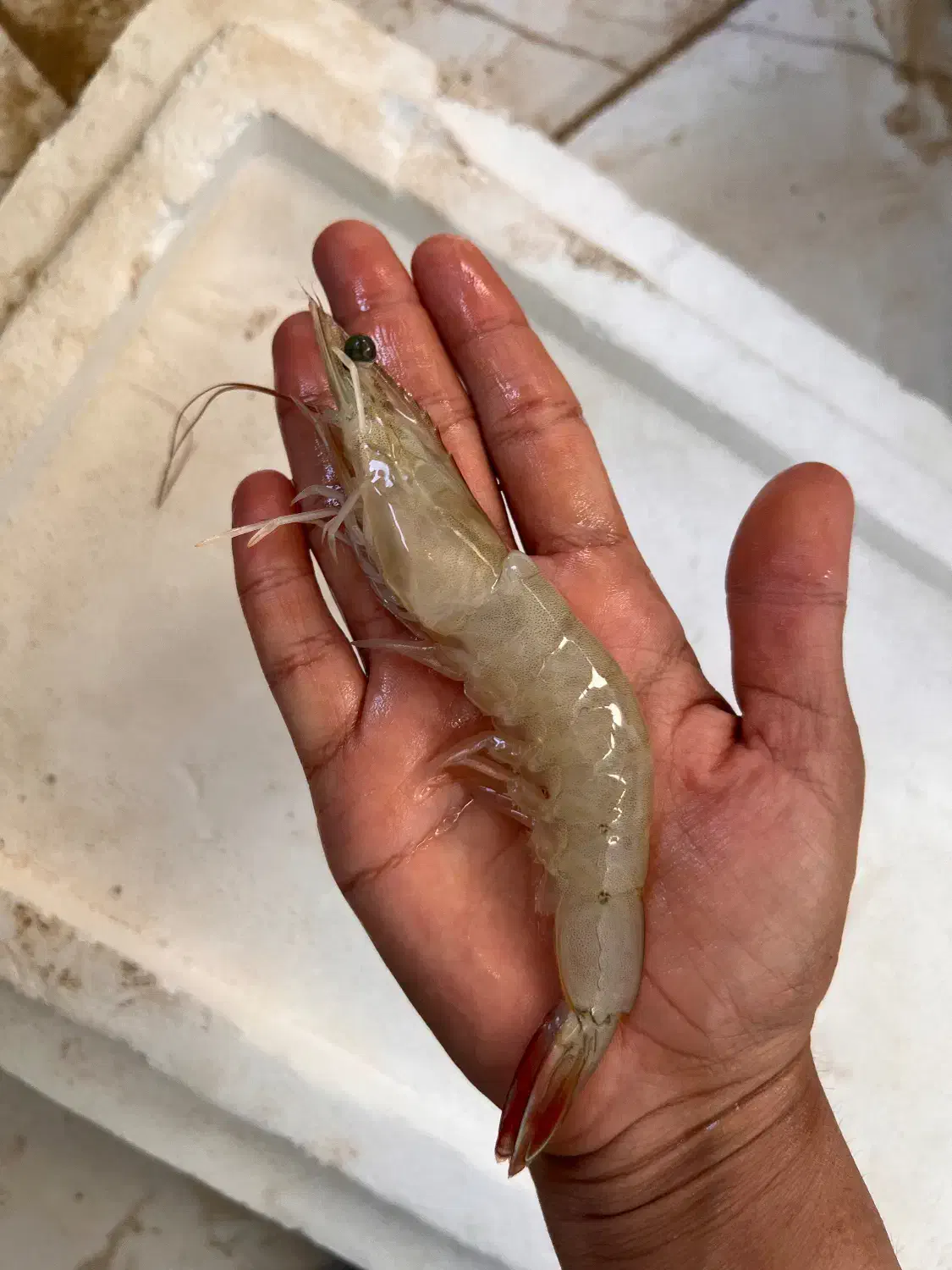 میگو پرورشی بزرگ|ماهی|قشم, |دیوار