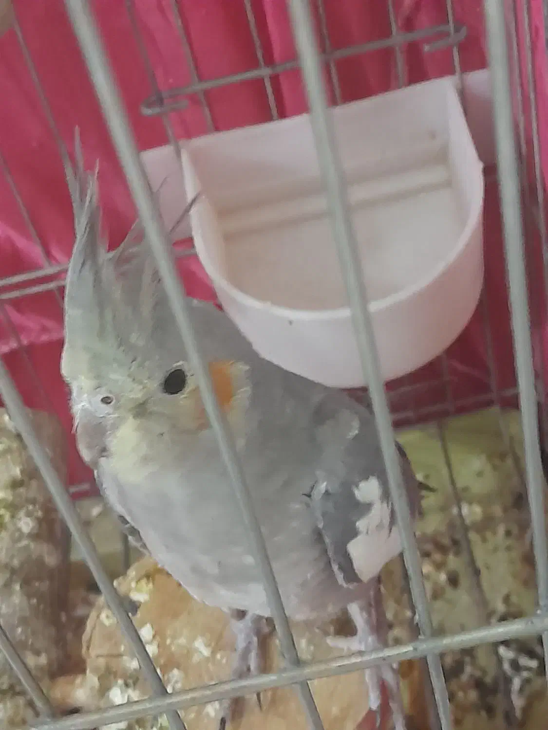 عروس هلندی|پرنده|صباشهر, |دیوار